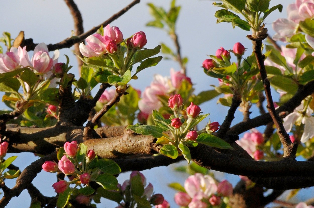 "En flor." de Carlos E. Wydler