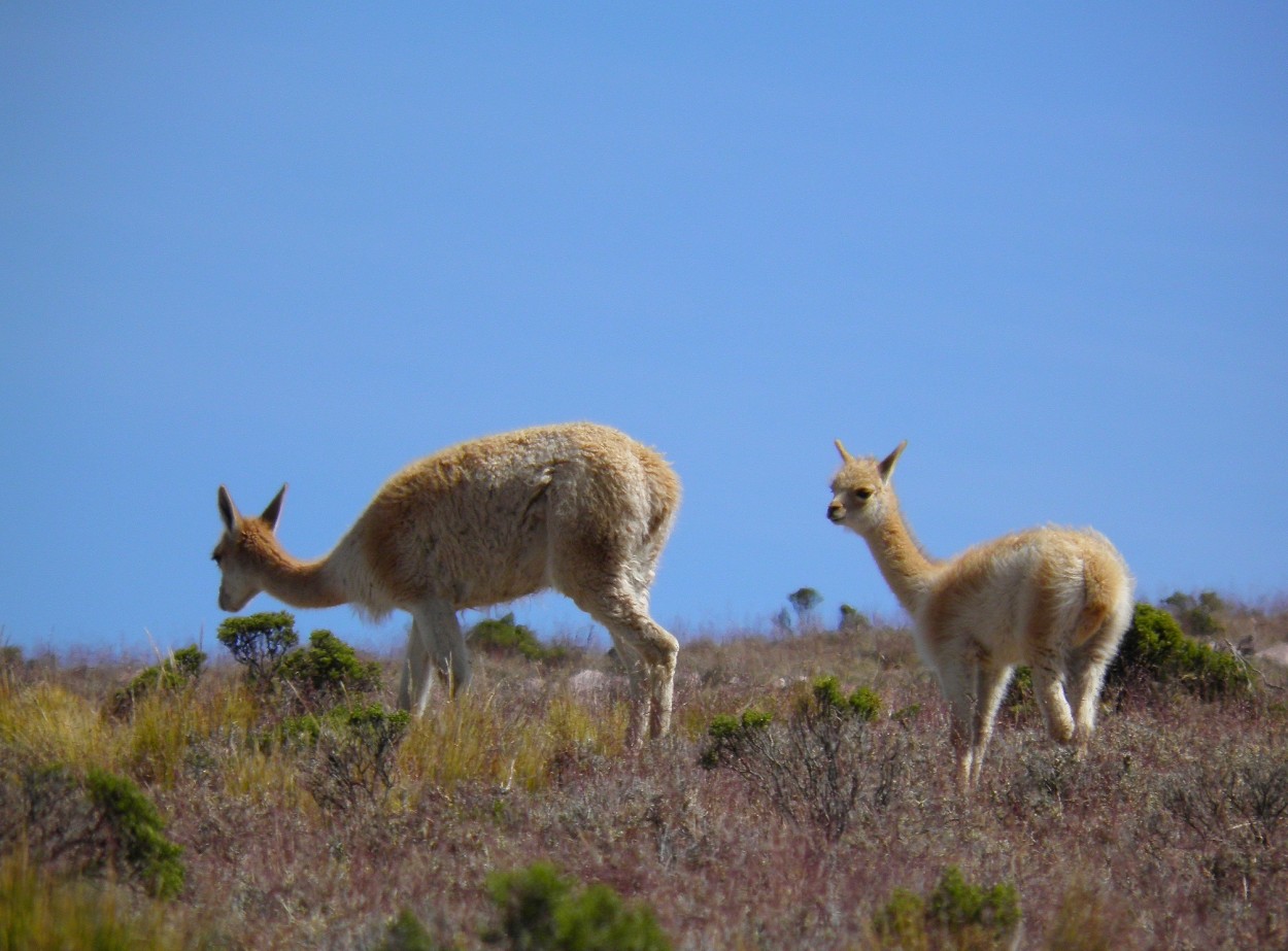 "Alpaca y Alpaquita" de Carlos Gustavo Ayliffe