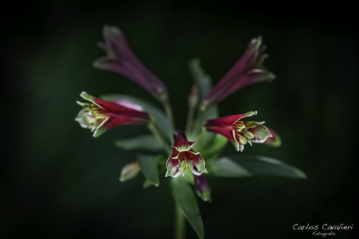 "Una Joya del Jardin" de Carlos Cavalieri