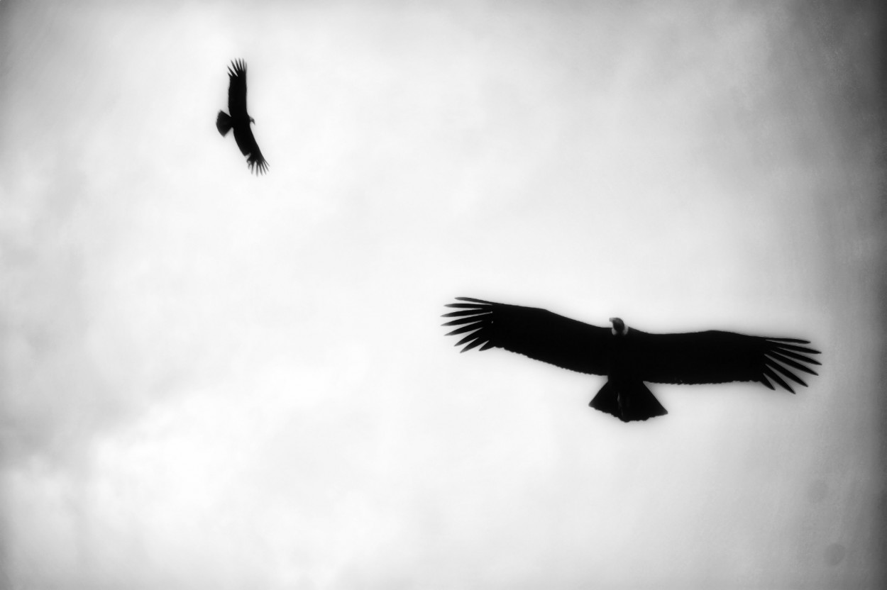 "Tiempo de volar" de Fernando Viano