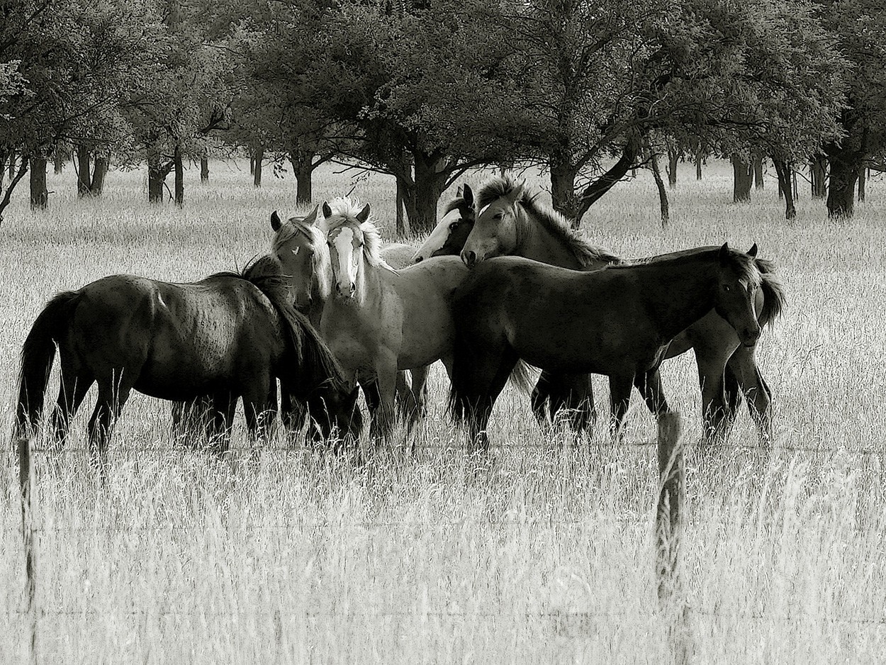 "Los potros" de Gerardo Saint Martn