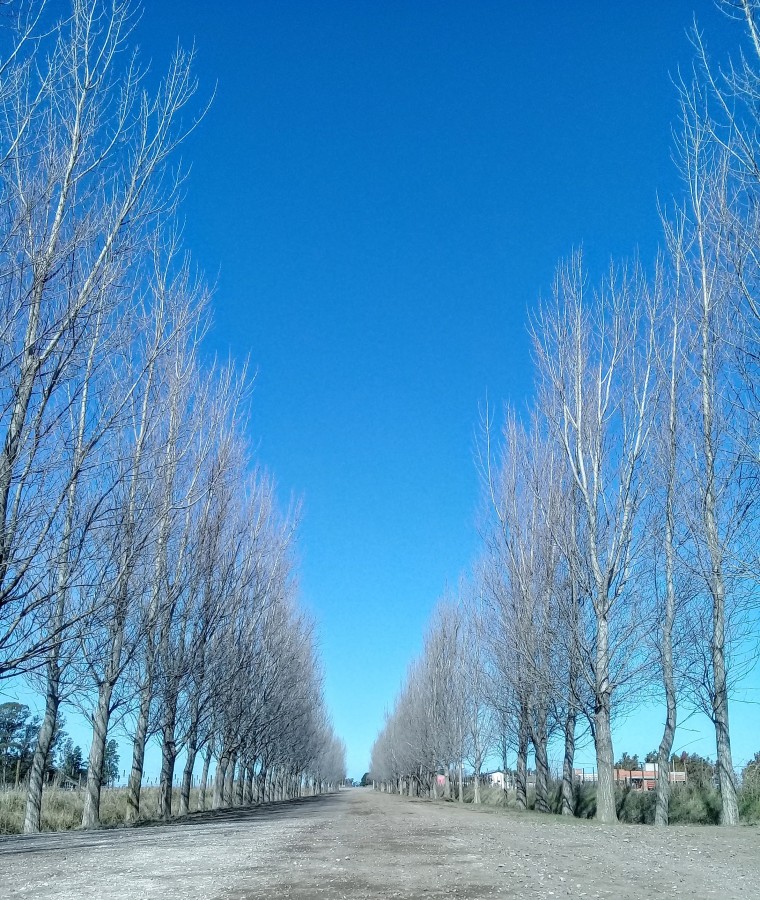 "El camino" de Nadina Luduea