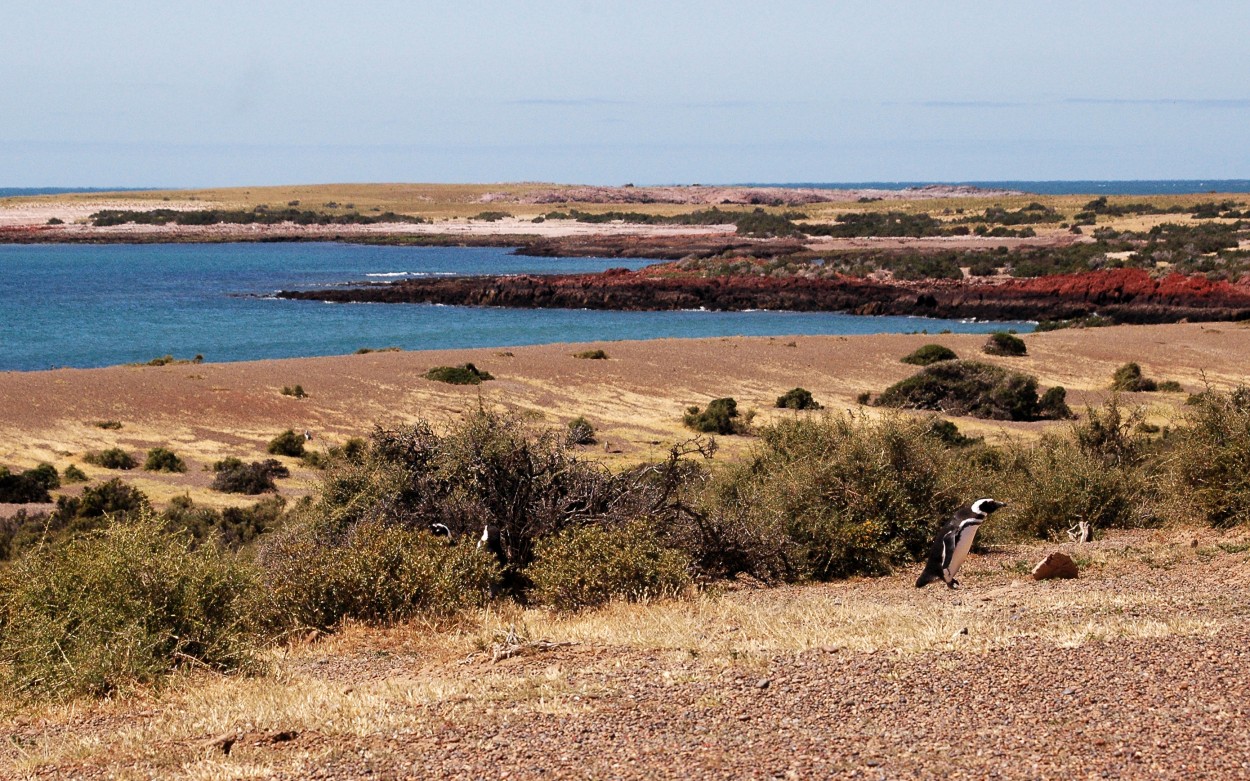 "Territorio Pinguinero." de Florencia Monti