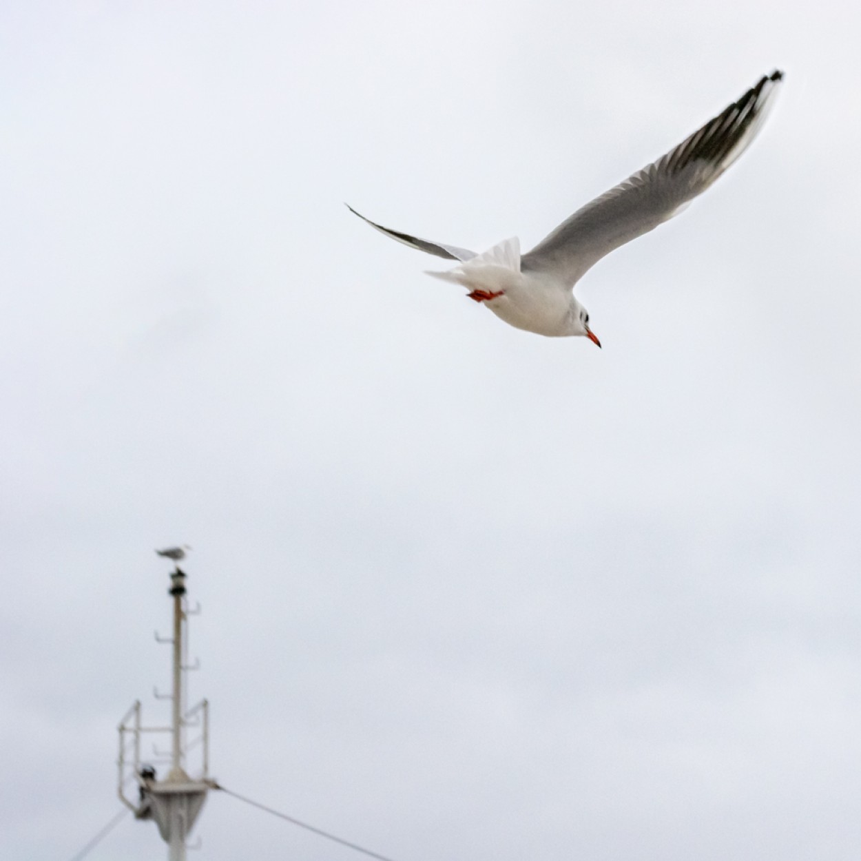 "EL VUELO" de Carlos Costamagna