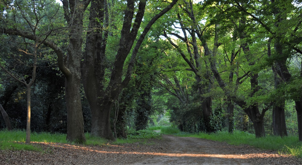 "Parque Idoyaga Molina, San Agustn. Balcarce" de Anabel Ramazzotti