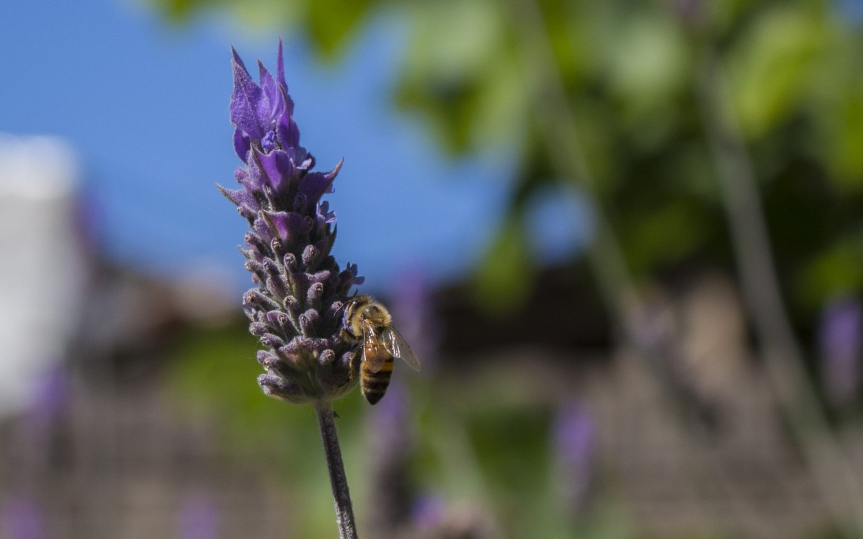 "Lavanda Violada" de Carlos Mascioni