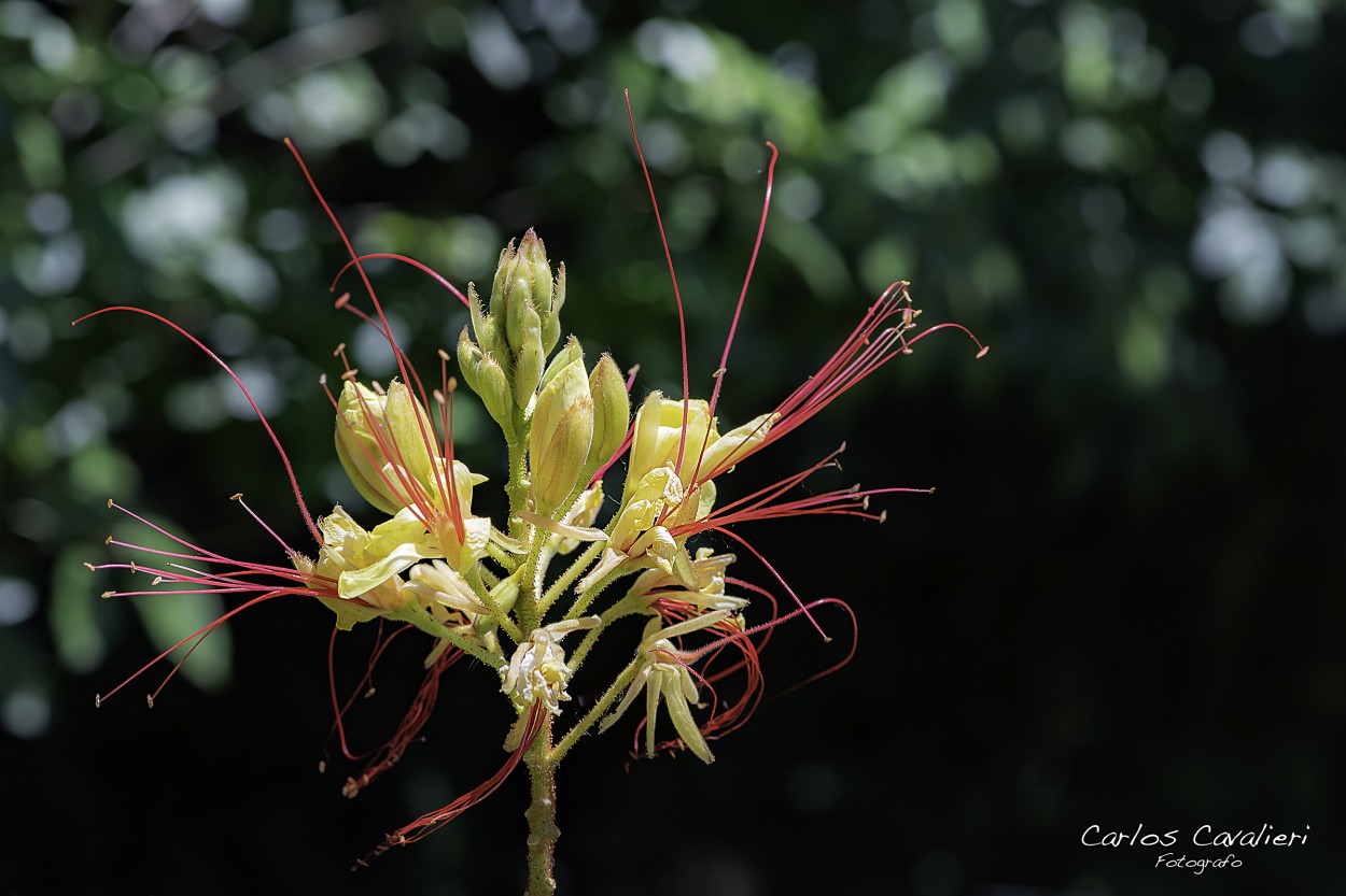 "La Reina del Jardn" de Carlos Cavalieri