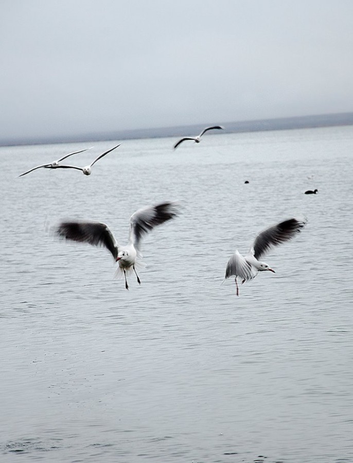 "Gaviotas" de Williams Daniel Nuez