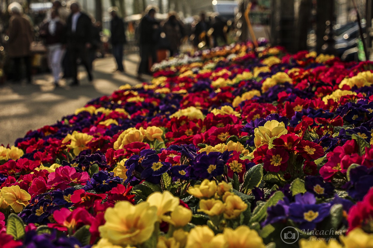 "`Feria de flores ` Tours" de Mara Del Carmen Chiavaro