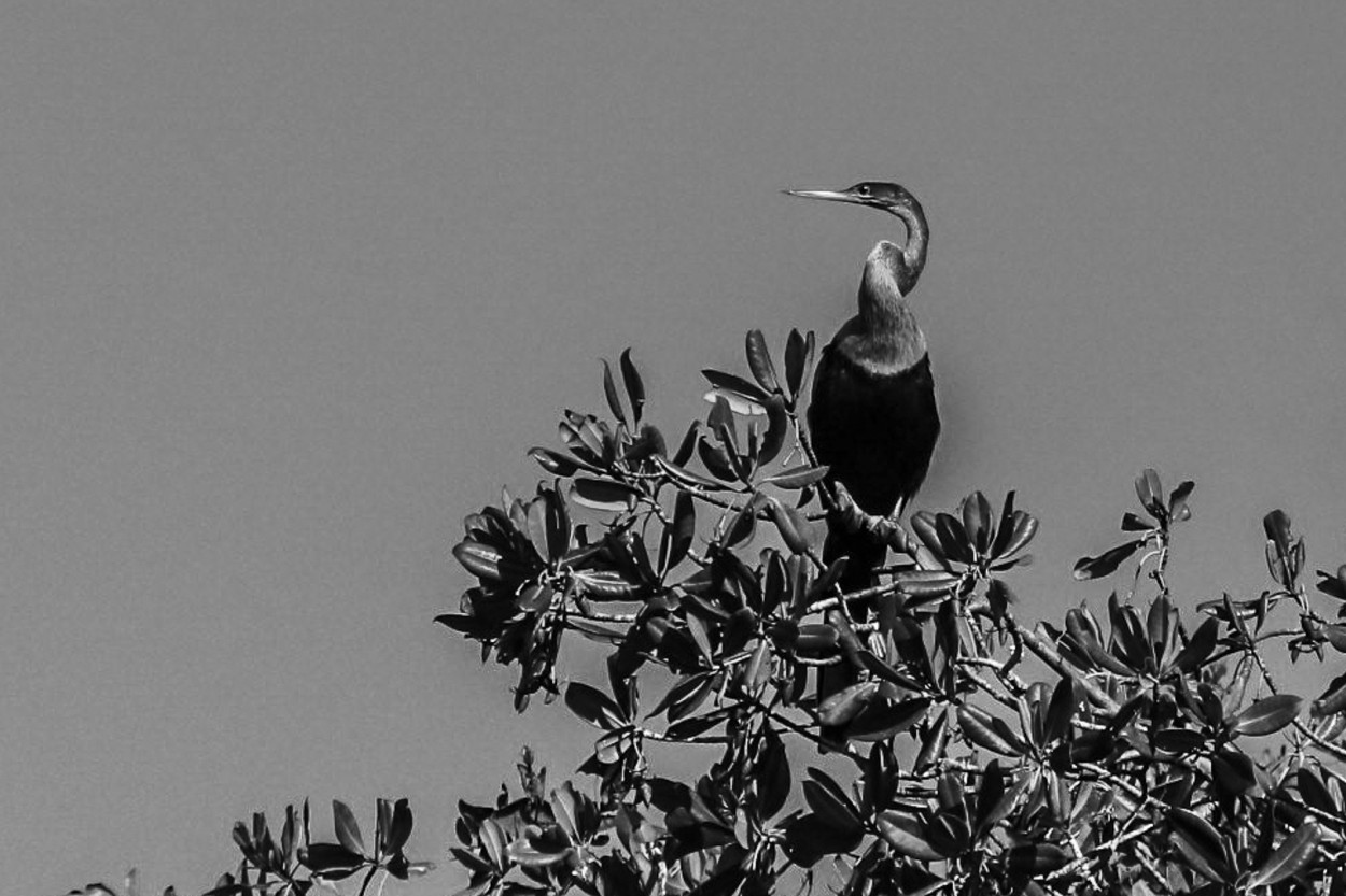 "`Viga de Laguna Guanaroca - Cienfuegos`" de Mara Del Carmen Chiavaro