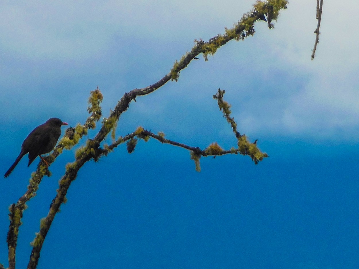 "Portrait Of A Bird" de Esmeralda Cita