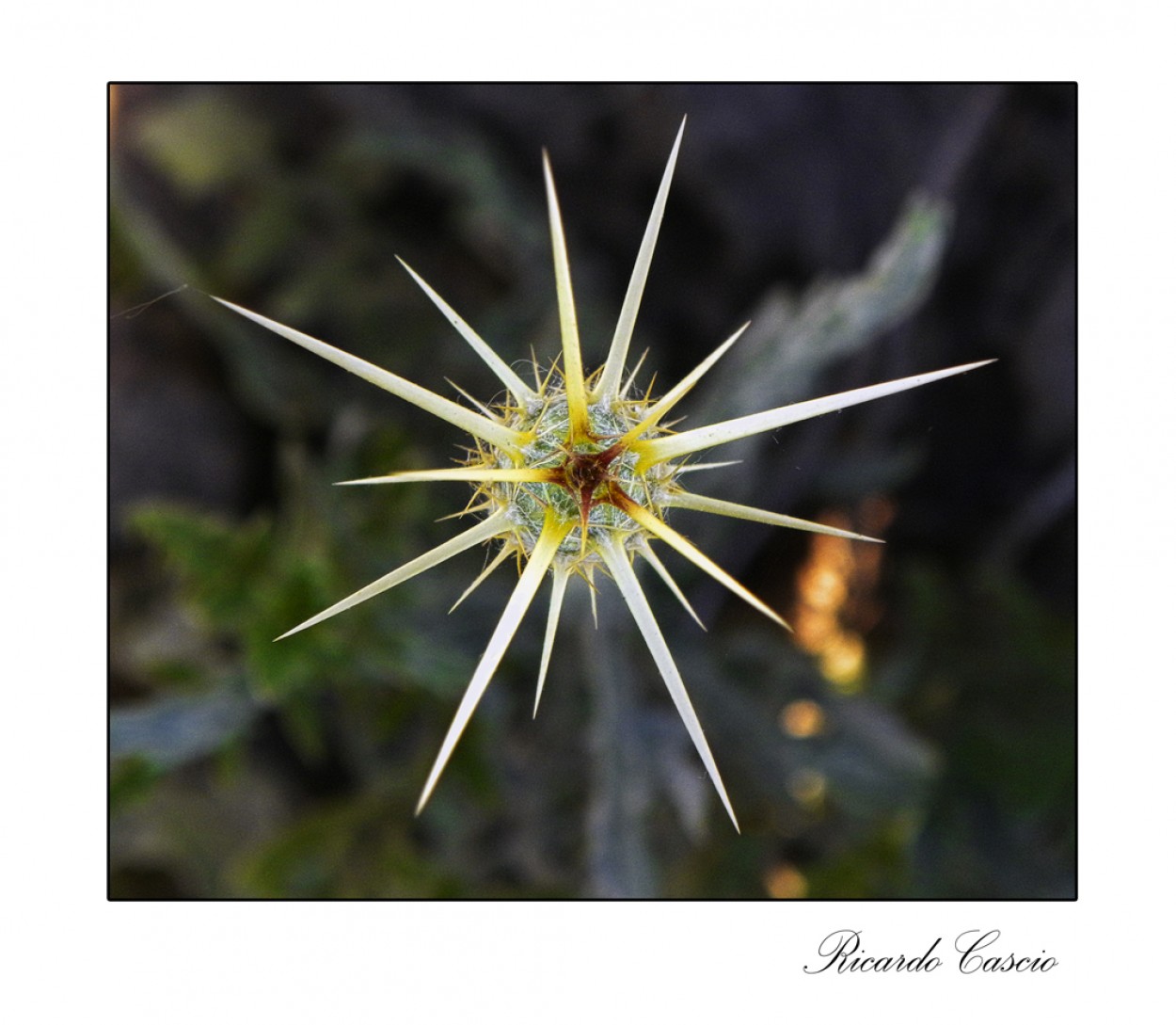 "Estrella vegetal" de Ricardo Cascio