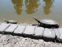 Familia de paseo