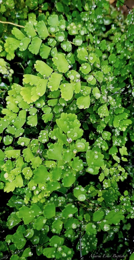 "verde que te quiero verde..." de Mara Ester Baptista De Nascimento (marisa)