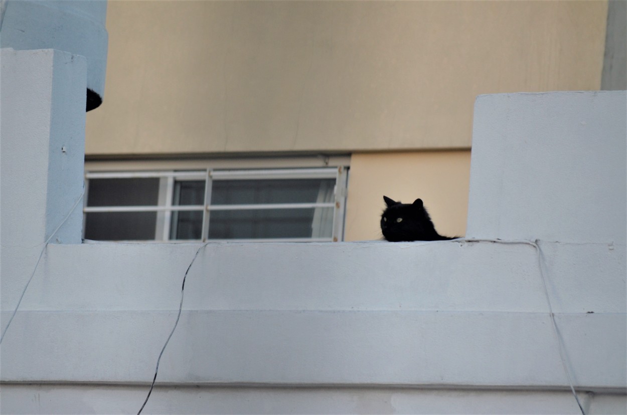 "Alto gato" de Fernan Godoy