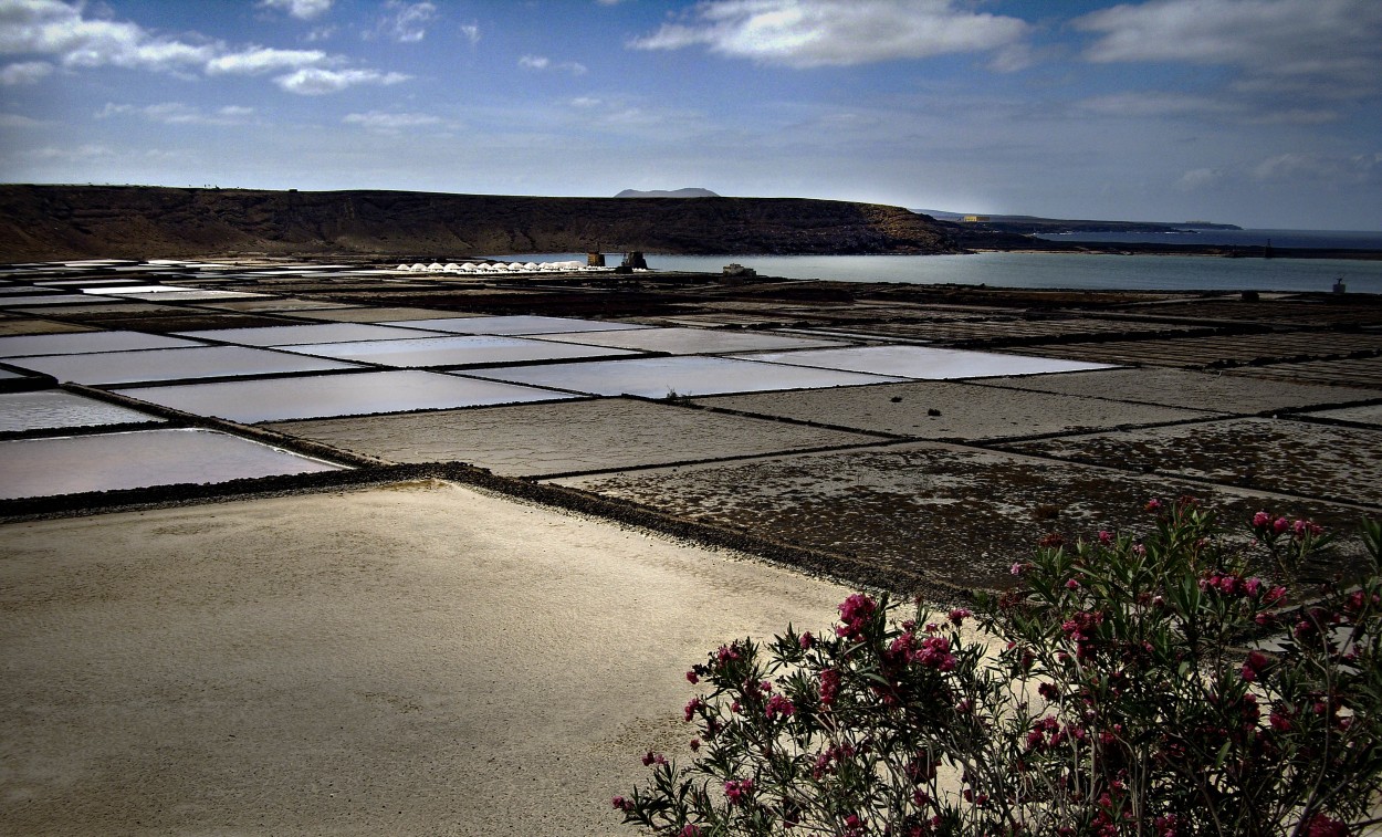 "SALINAS EN CANARIAS" de Luisamaria Amador