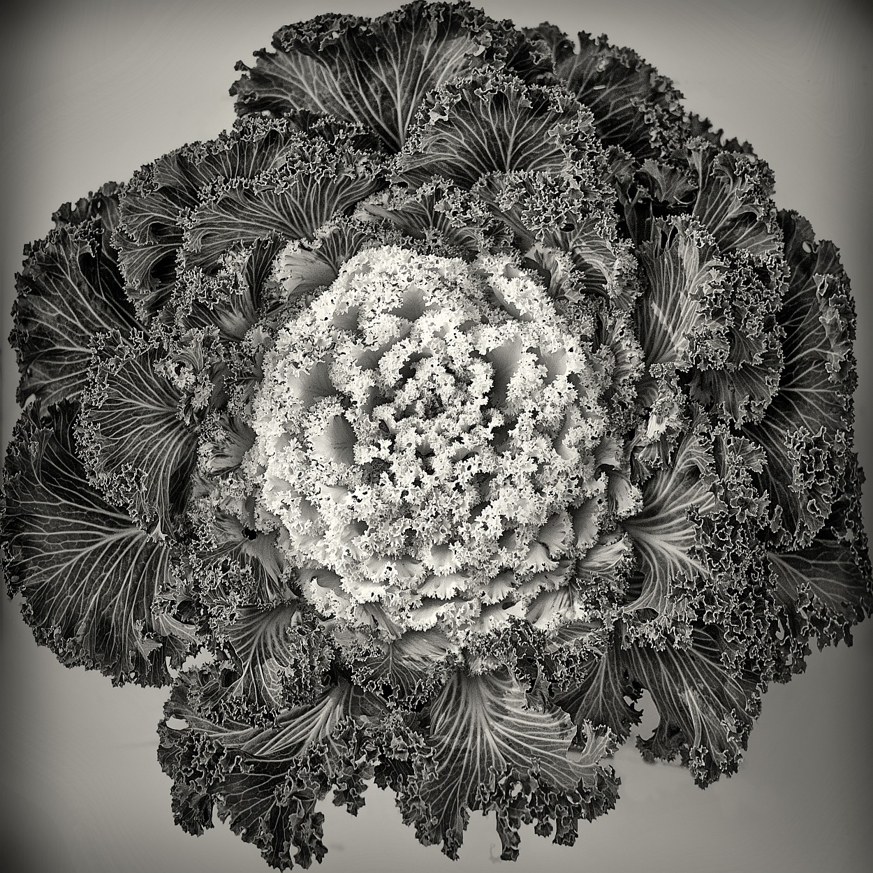 "Coliflor" de Francisco Jos Cerd Ortiz