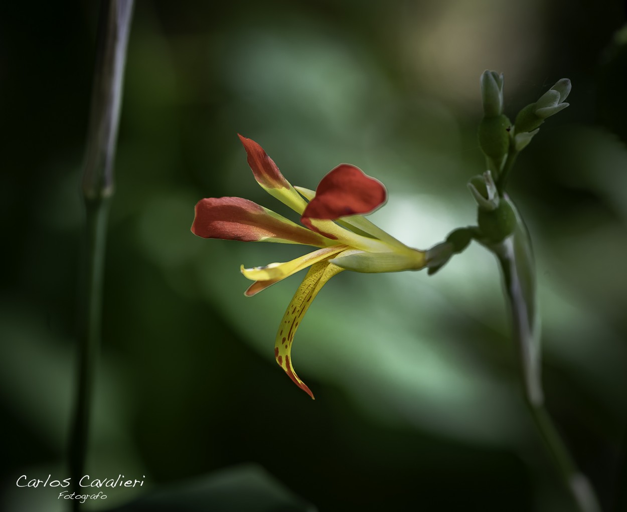 "Una Princesa en el bosque..." de Carlos Cavalieri