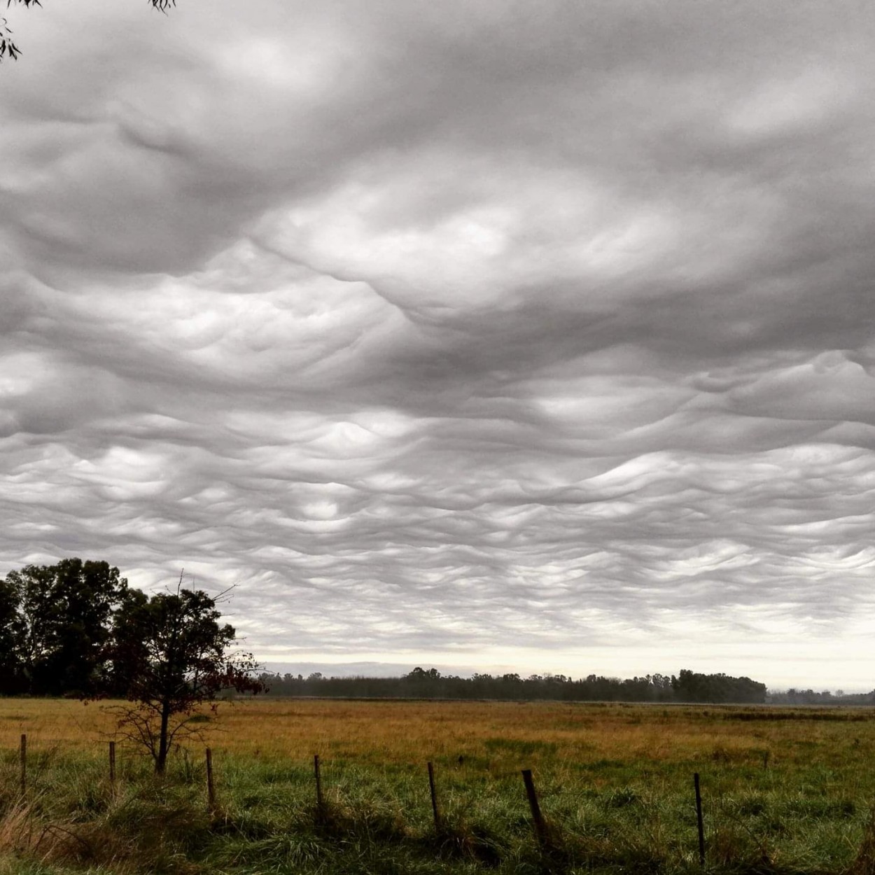 "Nubes de algodon" de Santiago Mena