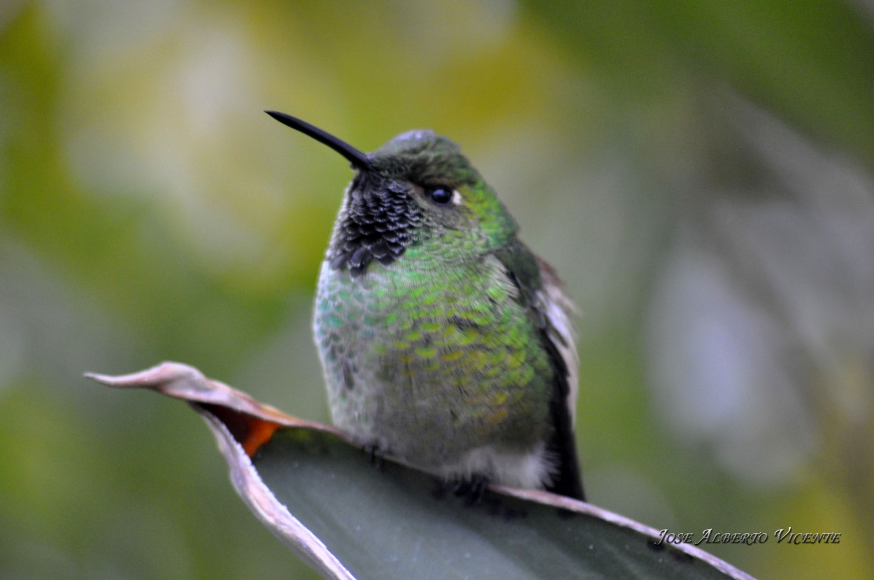 "Colibri" de Jose Alberto Vicente