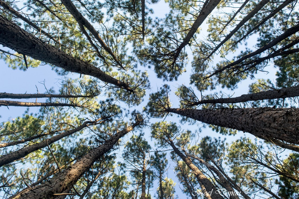 "Tu cielo m cielo" de Ma. Noel Domnguez Sastre