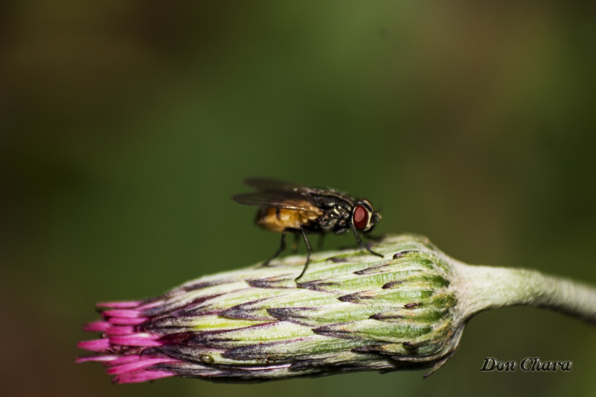 "Cazando mosca" de Maximo Alberto Chara