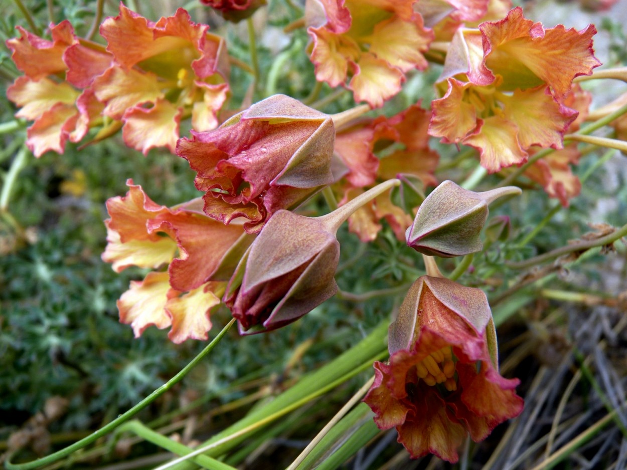 "Flora cordillerana." de Carlos E. Wydler