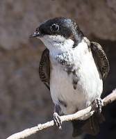 Golondrina Barranquera