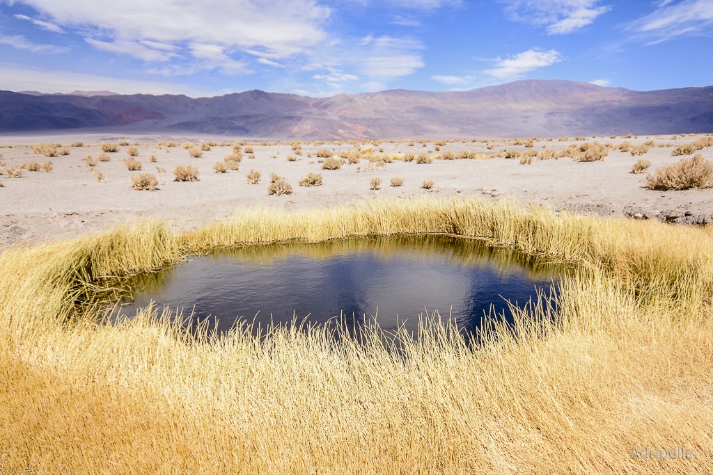 "Ojos de Campo" de Adriana Pellegrinelli