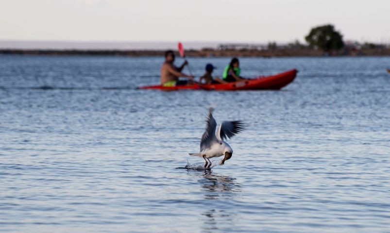 "Pescando" de Williams Daniel Nuez