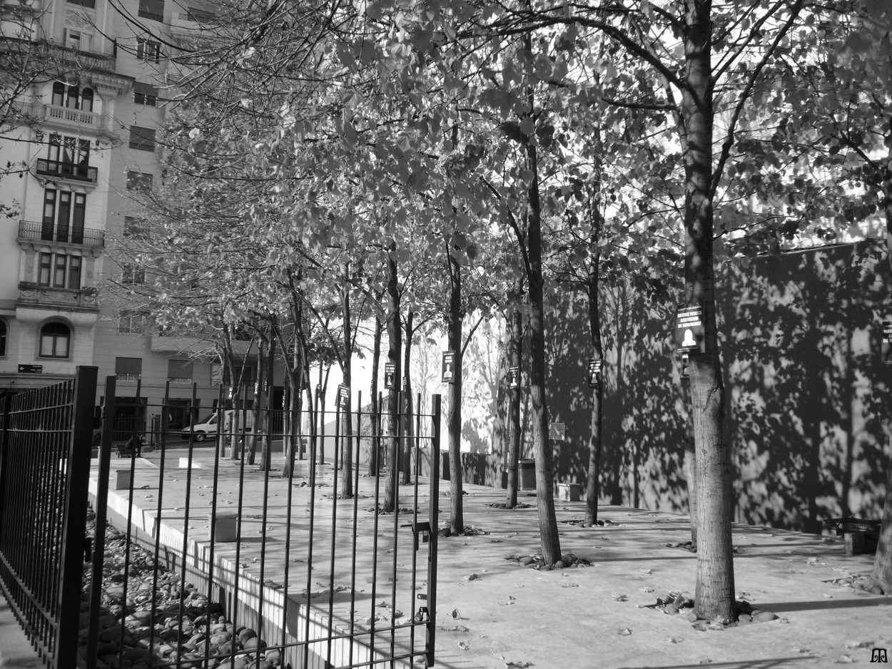 "Arboles de pie en memoria de los cados" de Anins Macadam