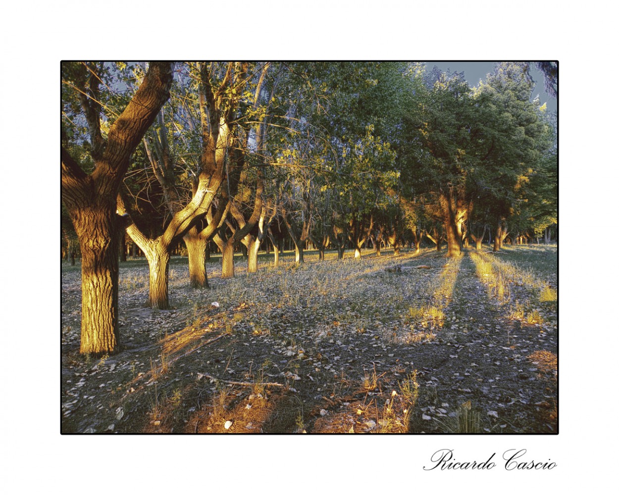 "Ultimas luces de la tarde" de Ricardo Cascio