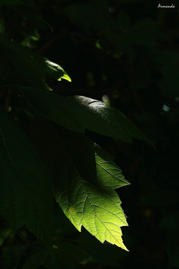 "Luces y sombras" de Armando Kazimierski