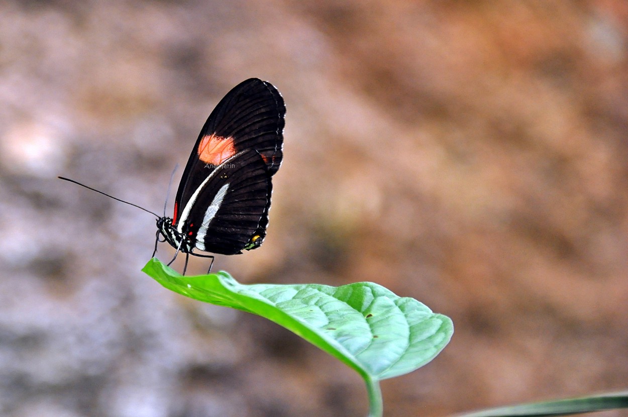 "Mariposa" de Ana Marin de Los Santos