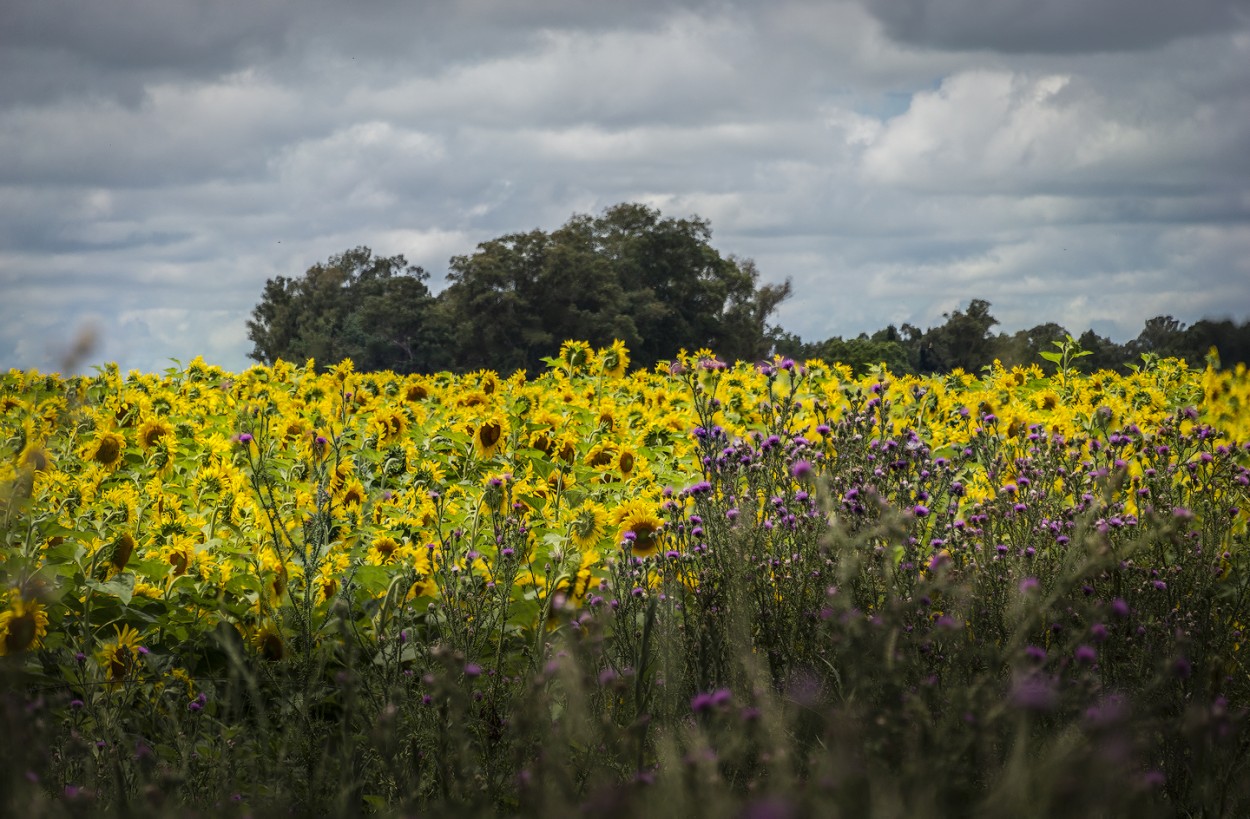 "Girasoles bajo la tormenta" de Fernando Valdez Vazquez