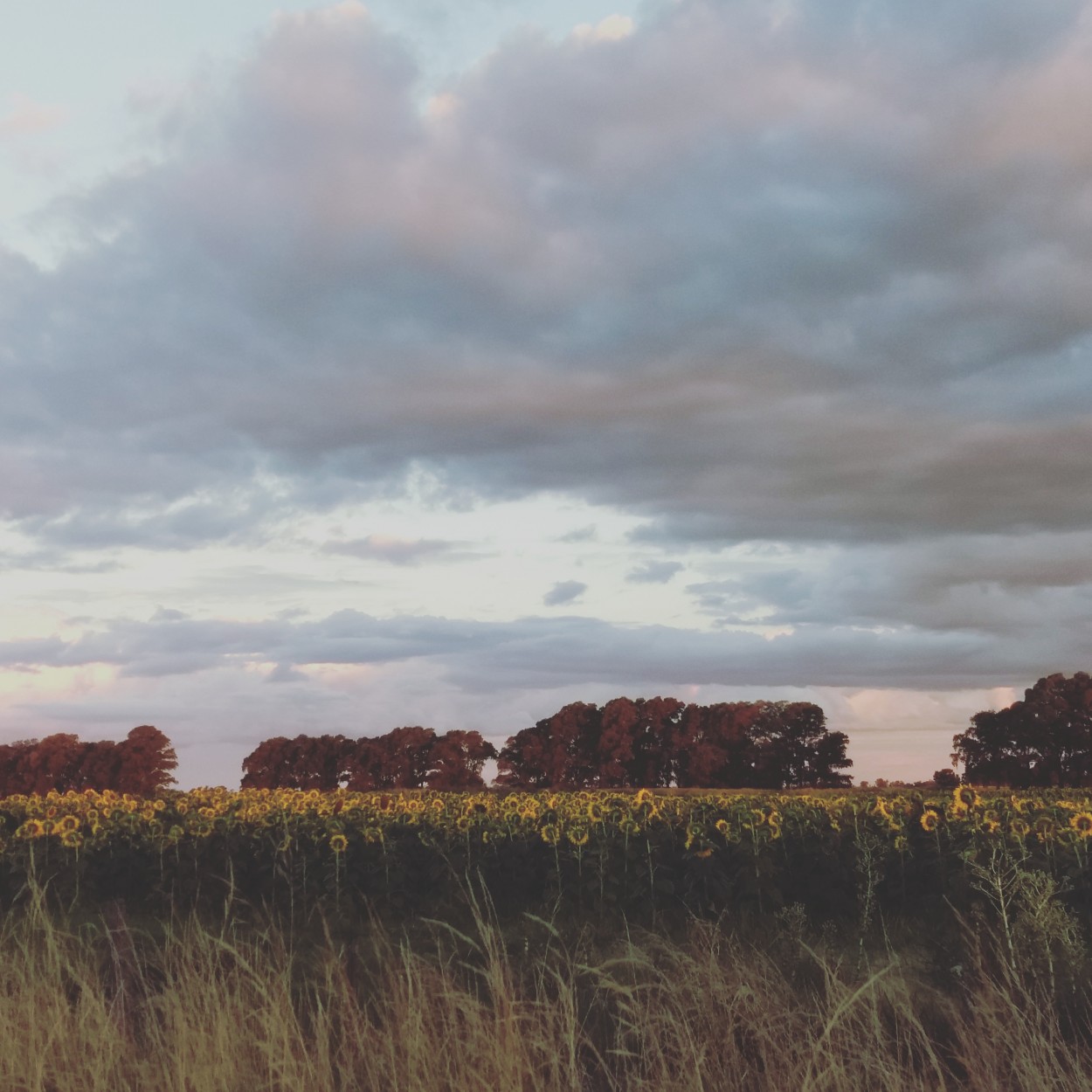 "Girasoles" de Hebe Lpez