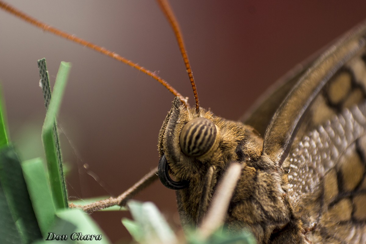 "Butterfly." de Maximo Alberto Chara