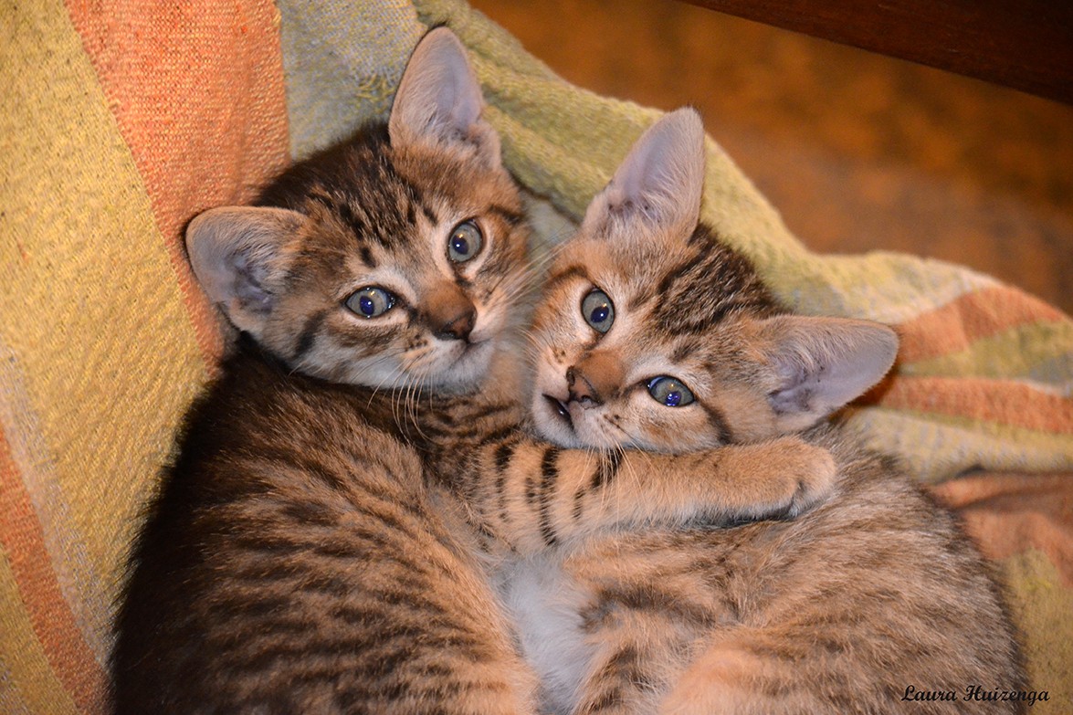 "Hermanos gatunos" de Laura Noem Huizenga