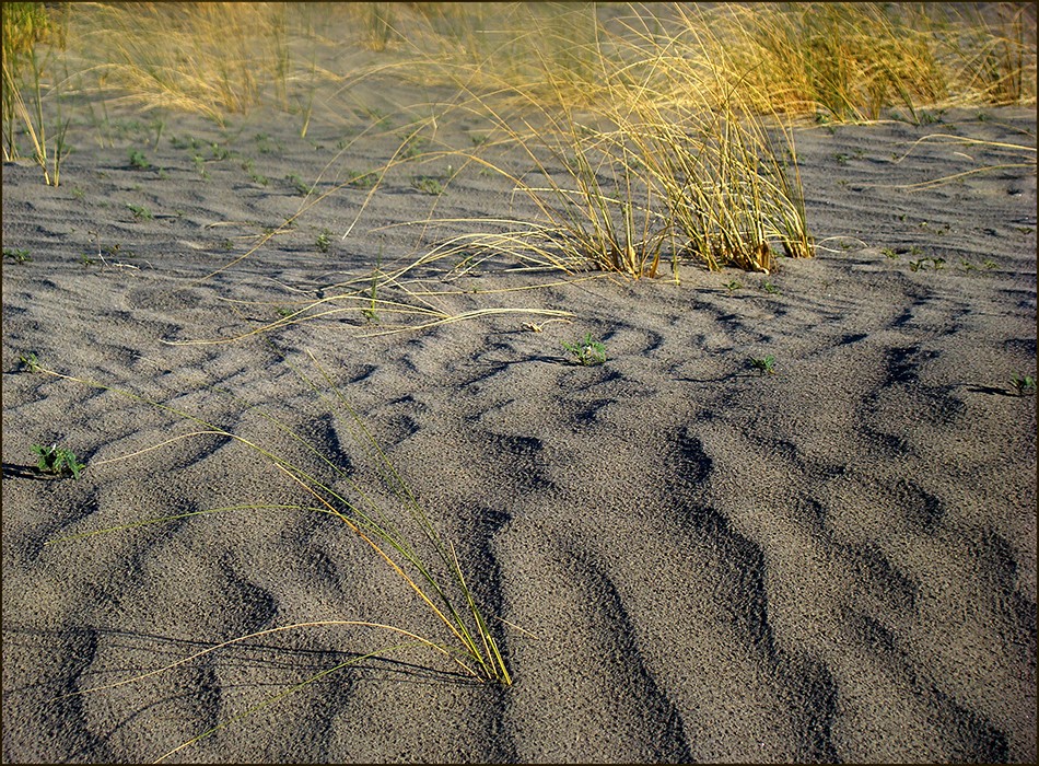 "Medanos" de Ruben Perea