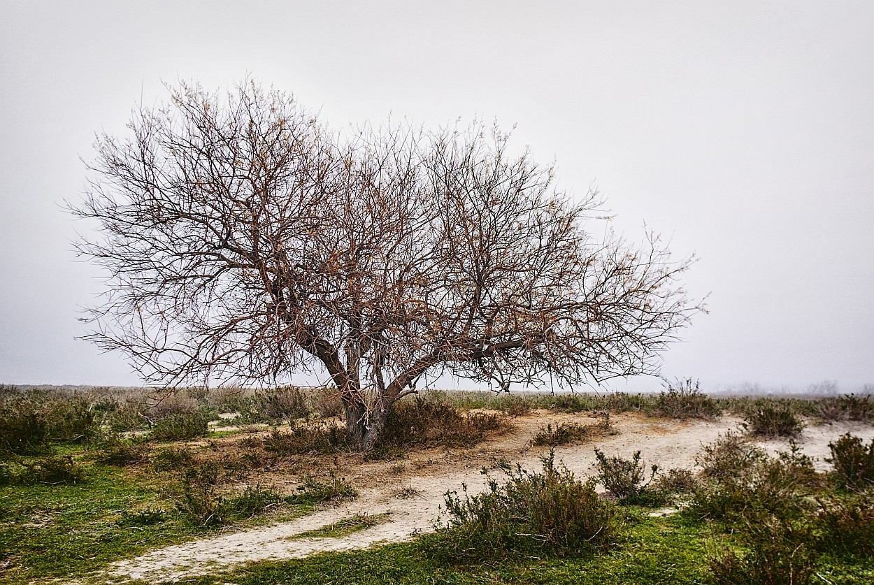 "Acacia" de Francisco Jos Cerd Ortiz