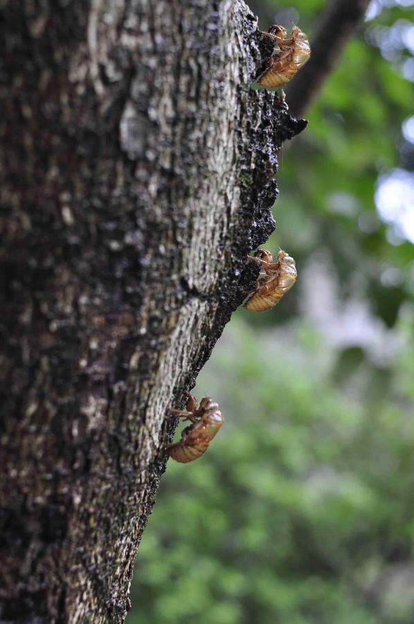 "Cigarras" de Alfonso Claro Romero