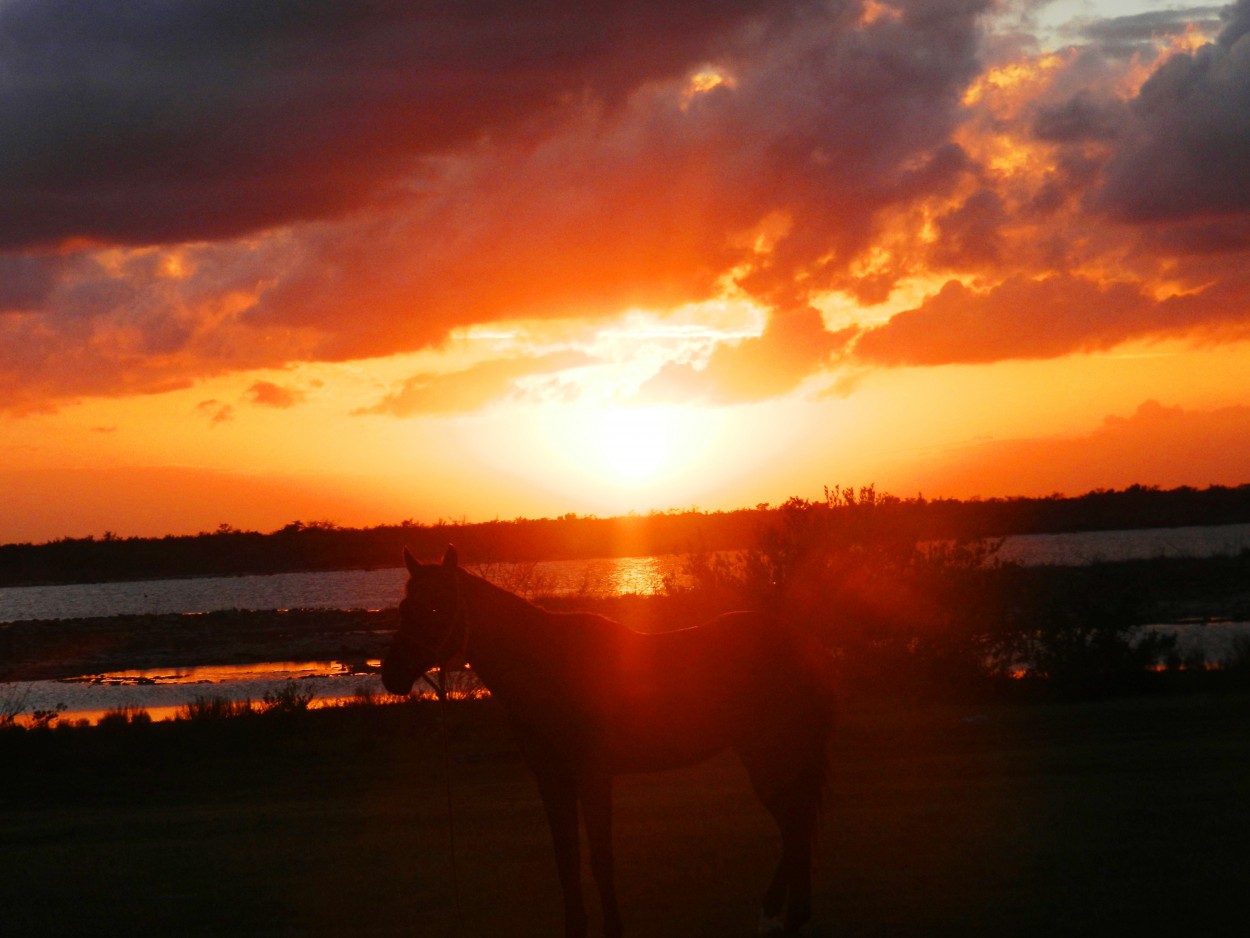 "Caballo en atardecer" de Lzaro David Najarro Pujol