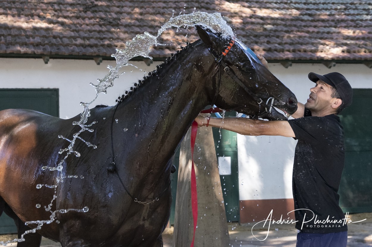 "Lady" de Andrs Pluchinotta