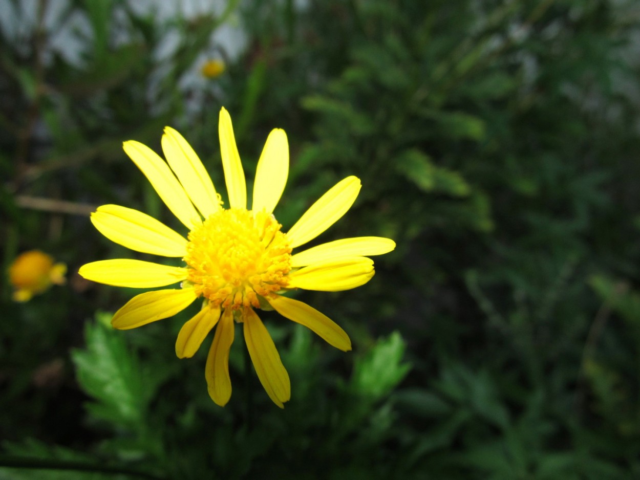 "La flor amarilla" de Carlos D. Cristina Miguel