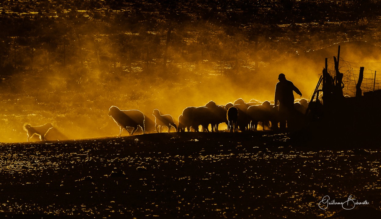 "El pastor" de Guillermo Bebenroth