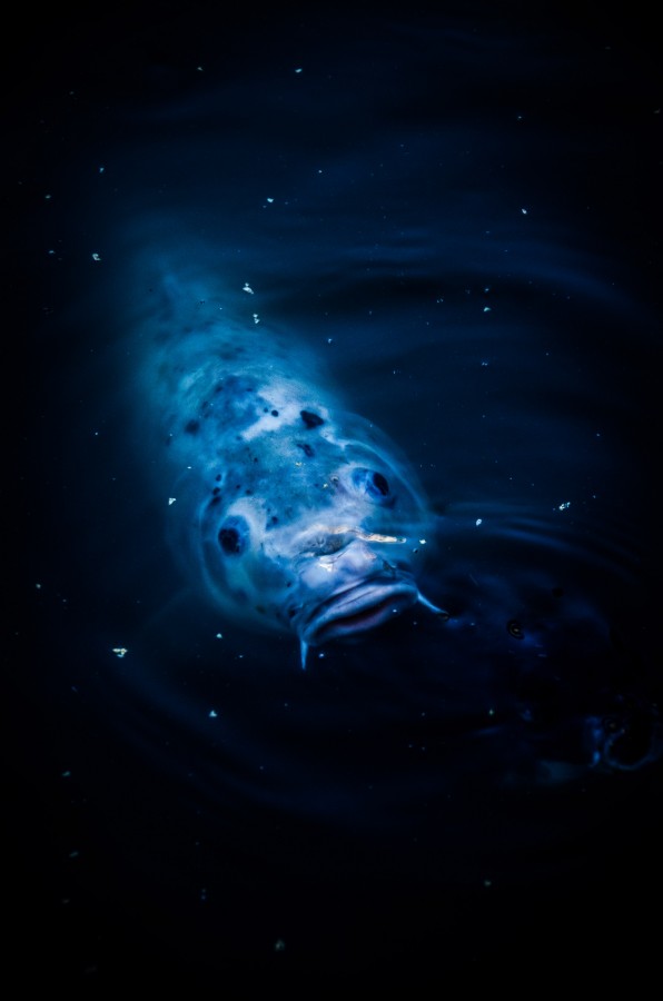 "Galactic Fish" de Joaquin Arrippe