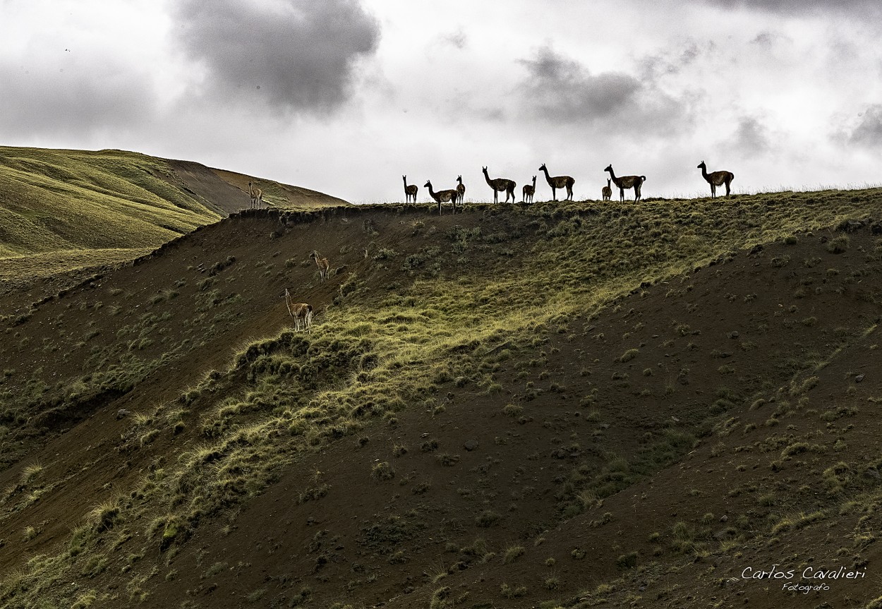 "Campos de los Guanacos..." de Carlos Cavalieri