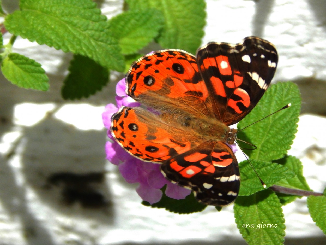 "Vanessa brasiliensis" de Ana Giorno