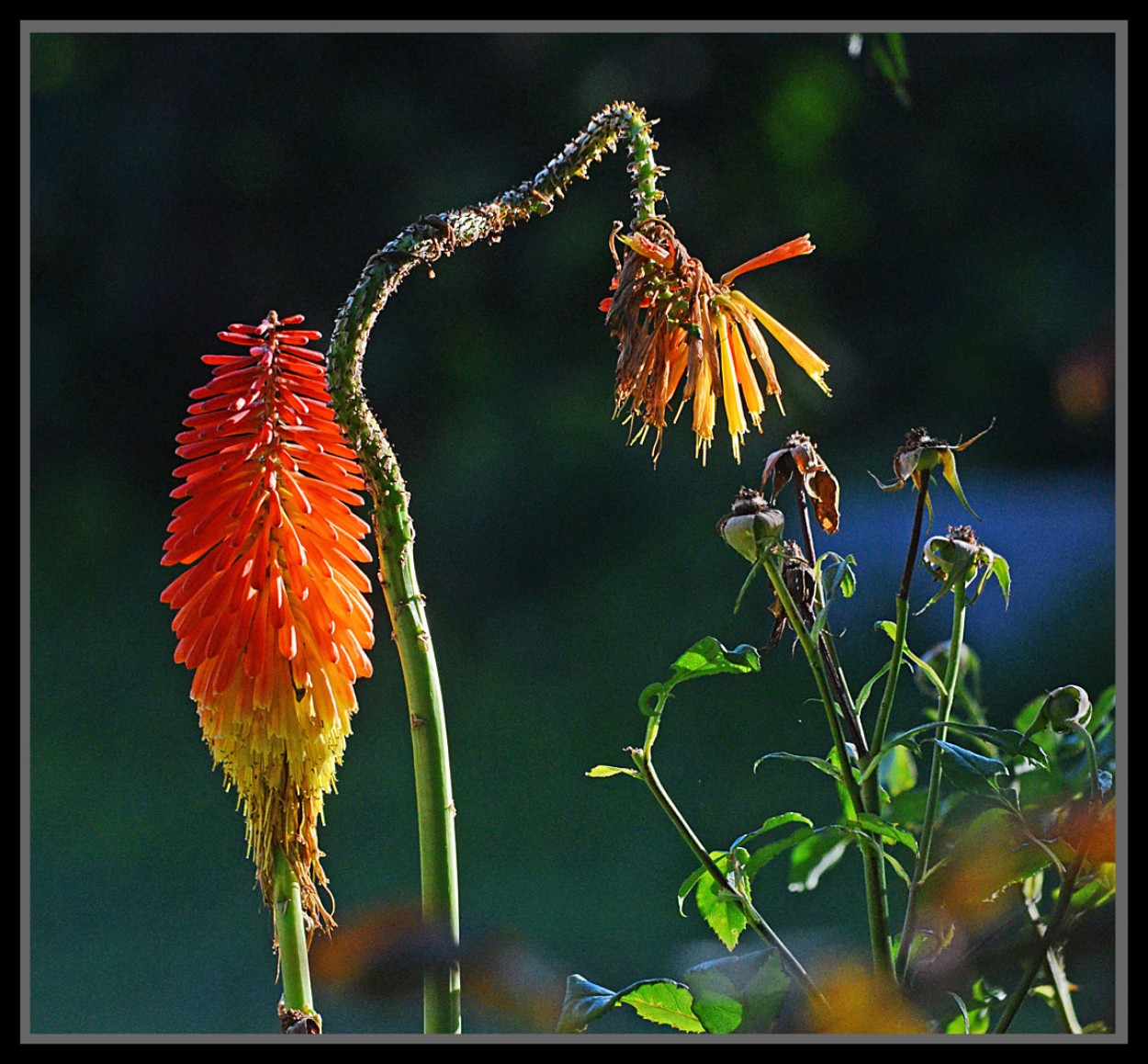 "Floracolor" de Jorge Vicente Molinari