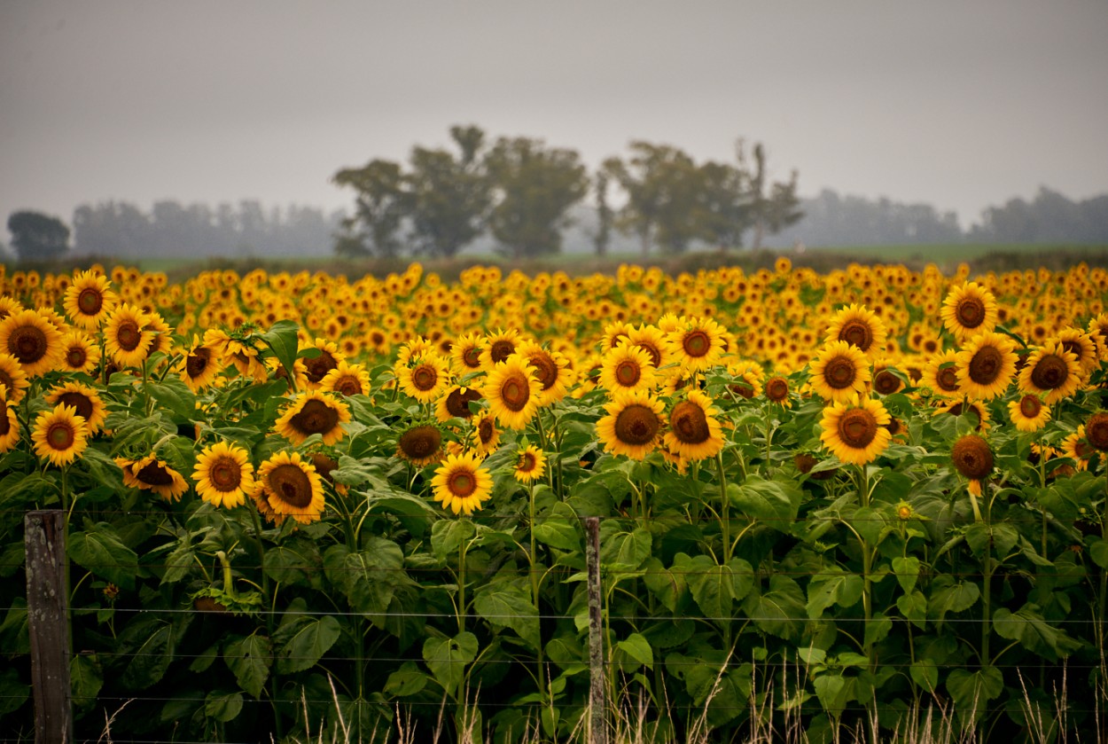 "Girasoles sin sol" de Fernando Valdez Vazquez